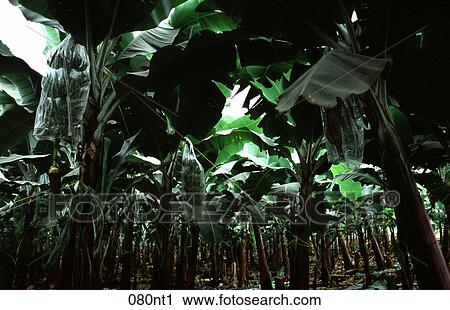 Banana, CANOPY, CROP, DARK View Large Photo Image Stock Image - Banana, CANOPY, CROP, DARK. Fotosearch