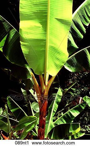 Banana, CROP, FRUIT, GREEN View Large Photo Image Stock Image - Banana, CROP, FRUIT, GREEN. Fotosearch