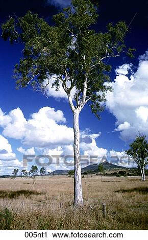 BARK, EUCALYPTUS, CLOUD, Australia View Large Photo Image Stock Image - BARK, EUCALYPTUS, CLOUD, Australia. Fotosearch