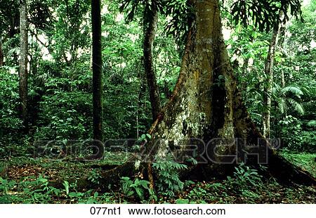 Base, BOLE, FLAT, Forest, NATURE View Large Photo Image Stock Image - Base, BOLE, FLAT, Forest, NATURE. Fotosearch