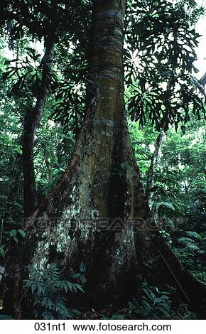 BASE, Forest, CENTRAL, BOLE, AMERICA View Large Photo Image Stock Image - BASE, Forest, CENTRAL, BOLE, AMERICA. Fotosearch