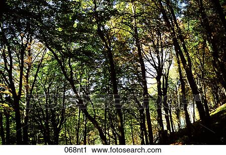 Stock Image - BEECH, Deciduous, Forest, GREEN, LEAVES. Fotosearch