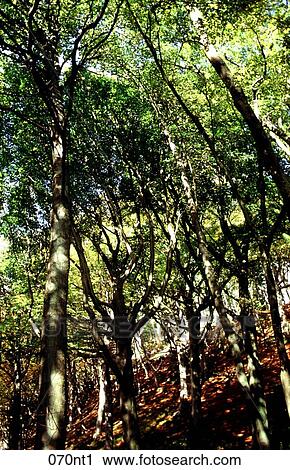 Stock Image - BEECH, Deciduous, Forest, GREEN, LEAVES. Fotosearch