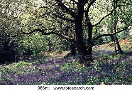 Below, Bluebells, Flowering, FLOWERS, FOREST View Large Photo Image Stock Image - Below, Bluebells, Flowering, FLOWERS, FOREST. Fotosearch