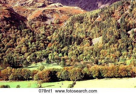 Below, DECIDUOUS, FOREST, House View Large Photo Image Stock Image - Below, DECIDUOUS, FOREST, House. Fotosearch