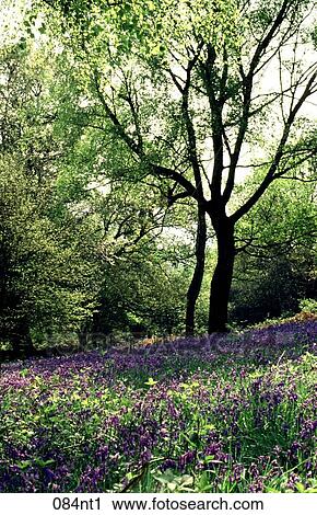 BIRCH, BLUE, Bluebells, Deciduous View Large Photo Image Stock Image - BIRCH, BLUE, Bluebells, Deciduous. Fotosearch