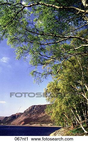 Birch, EDGE, Lake, MOUNTAINS View Large Photo Image Stock Image - Birch, EDGE, Lake, MOUNTAINS. Fotosearch