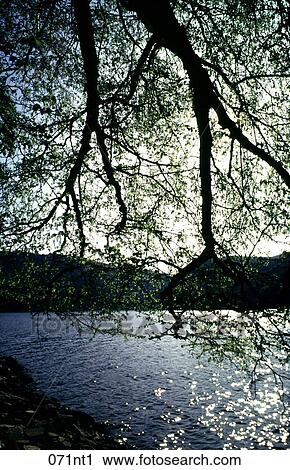 Birch, EVENING, Framed, HILLS View Large Photo Image Stock Image - Birch, EVENING, Framed, HILLS. Fotosearch