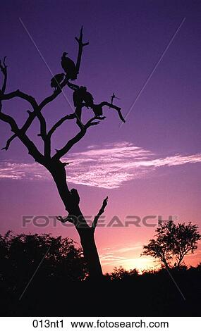 Stock Image - BIRD, BIRDS, Africa. Fotosearch
