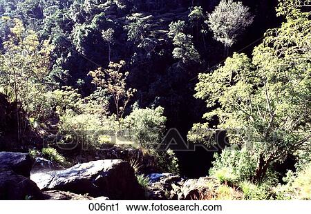 Stock Image - BLACKALL, QUEENSLAND, GREEN, Forest, Australia. Fotosearch