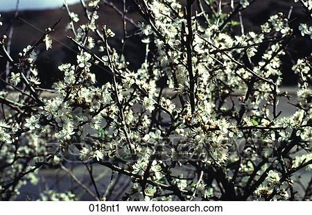 Blossom, FLORA, FLOWER, FLOWERS, Hawthorn View Large Photo Image Stock Image - Blossom, FLORA, FLOWER, FLOWERS, Hawthorn. Fotosearch