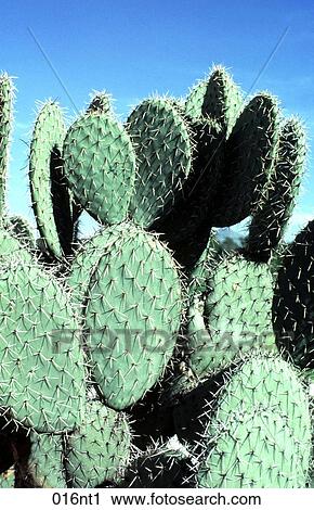 BLUE, Cactus, CIRCULAR, Close, DESERT View Large Photo Image Stock Image - BLUE, Cactus, CIRCULAR, Close, DESERT. Fotosearch