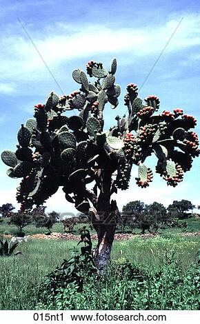 BLUE, Cactus, DESERT, FLORA View Large Photo Image Stock Image - BLUE, Cactus, DESERT, FLORA. Fotosearch