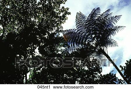 BLUE, Canopy, ECUADOR, Ecuadorian, Forest View Large Photo Image Stock Image - BLUE, Canopy, ECUADOR, Ecuadorian, Forest. Fotosearch