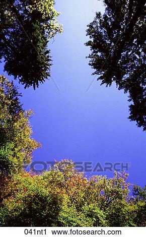 Blue, CANOPY, GREEN, LEAVES View Large Photo Image Stock Image - Blue, CANOPY, GREEN, LEAVES. Fotosearch