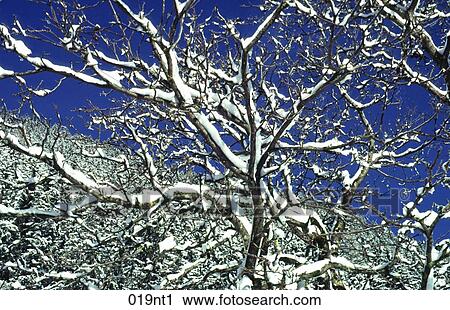Stock Image - BLUE, COLD, Branches, Austria. Fotosearch