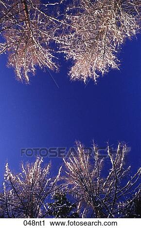 BLUE, CONIFER, Canopy, Austria View Large Photo Image Stock Image - BLUE, CONIFER, Canopy, Austria. Fotosearch