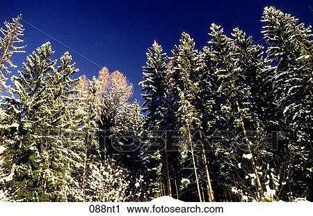 BLUE, Covered, CONIFEROUS, Austria View Large Photo Image Stock Image - BLUE, Covered, CONIFEROUS, Austria. Fotosearch
