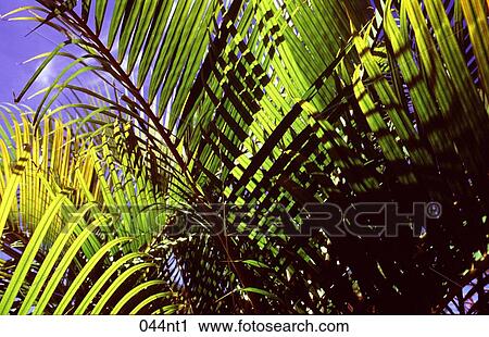 BLUE, FROND, Fronds, GREEN View Large Photo Image Stock Image - BLUE, FROND, Fronds, GREEN. Fotosearch
