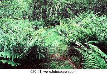 Stock Image - BRACKEN, Ferns, FOREST, FRACTAL, Glade. Fotosearch
