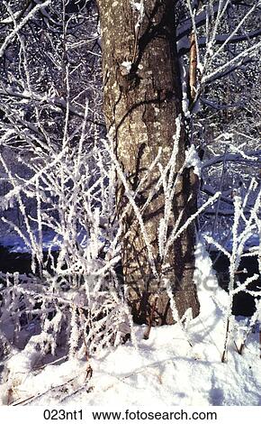 Branches, COVERED, COLD, AUSTRIA View Large Photo Image Stock Image - Branches, COVERED, COLD, AUSTRIA. Fotosearch