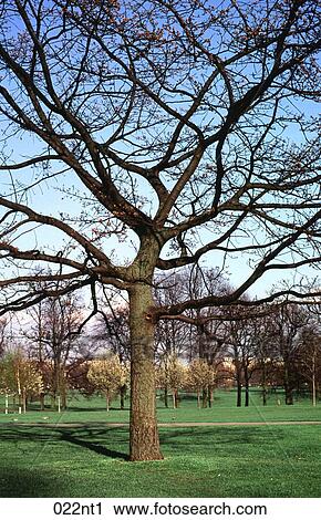 BRANCHES, DECIDUOUS View Large Photo Image Stock Image - BRANCHES, DECIDUOUS. Fotosearch