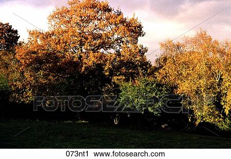 Stock Image - BROWN, GRASS, Edge, Autumn. Fotosearch