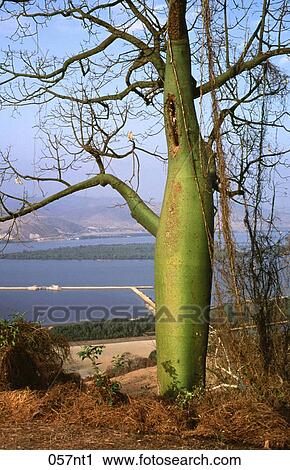Bulbous, Coast, ECUADOR, Ecuadorian, Framing View Large Photo Image Stock Image - Bulbous, Coast, ECUADOR, Ecuadorian, Framing. Fotosearch