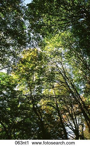 Canopy, DECIDUOUS, Filtering, GREEN, LEAVES View Large Photo Image Stock Image - Canopy, DECIDUOUS, Filtering, GREEN, LEAVES. Fotosearch