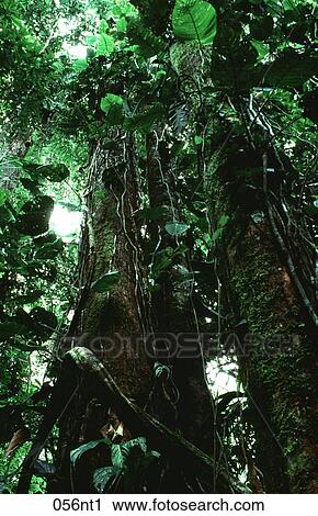 CANOPY, Forest, DENSE, DARK, Amazonian View Large Photo Image Stock Image - CANOPY, Forest, DENSE, DARK, Amazonian. Fotosearch