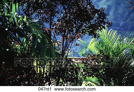 Canopy, Forest, FRONDS, GREEN, JUNGLE View Large Photo Image Stock Image - Canopy, Forest, FRONDS, GREEN, JUNGLE. Fotosearch