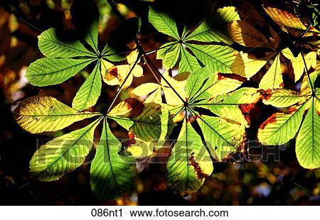 Chestnut, Filtering, FILTER, AUTUMN View Large Photo Image Stock Image - Chestnut, Filtering, FILTER, AUTUMN. Fotosearch
