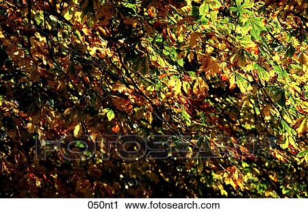 Stock Image - Chestnut, Horse, GOLDEN, Filtering, AUTUMN. Fotosearch