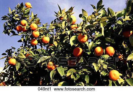 CITRUS, CROP, FRUIT, Greece View Large Photo Image Stock Image - CITRUS, CROP, FRUIT, Greece. Fotosearch