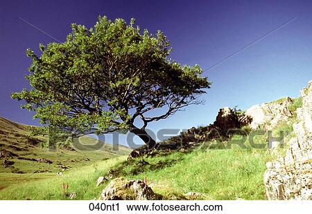 CLEAR, GRASS, English, ENGLAND, AGE View Large Photo Image Stock Image - CLEAR, GRASS, English, ENGLAND, AGE. Fotosearch