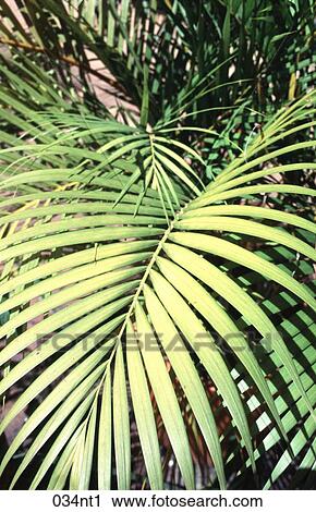 CLOSE, FROND, FLORA, Colombia, AMERICA View Large Photo Image Stock Image - CLOSE, FROND, FLORA, Colombia, AMERICA. Fotosearch