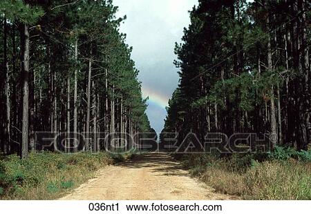 CLOUD, National, Forest, Australia View Large Photo Image Stock Image - CLOUD, National, Forest, Australia. Fotosearch