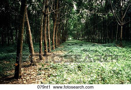 CROP, HARVEST, NATURE, Philippines View Large Photo Image Stock Image - CROP, HARVEST, NATURE, Philippines. Fotosearch