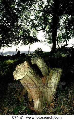 CUT, FENCE, HEDGEROW, NATURE, Old View Large Photo Image Stock Image - CUT, FENCE, HEDGEROW, NATURE, Old. Fotosearch