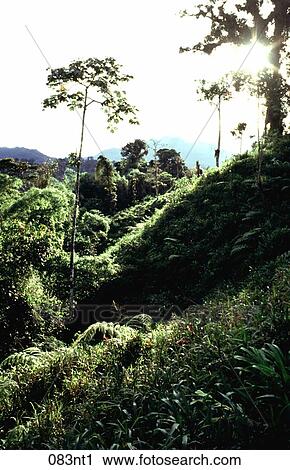 Ecuador, FOREST, GREEN, Landscape, NATURE View Large Photo Image Stock Image - Ecuador, FOREST, GREEN, Landscape, NATURE. Fotosearch