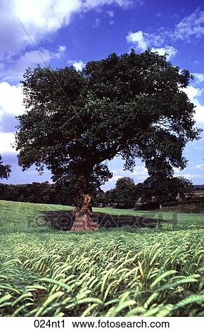 England, GRAIN, Field, FARMING, AGRICULTURE View Large Photo Image Stock Image - England, GRAIN, Field, FARMING, AGRICULTURE. Fotosearch