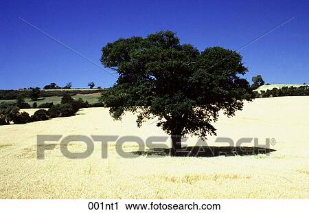 FARMING, HARVEST, Field, AGRICULTURE View Large Photo Image Stock Image - FARMING, HARVEST, Field, AGRICULTURE. Fotosearch