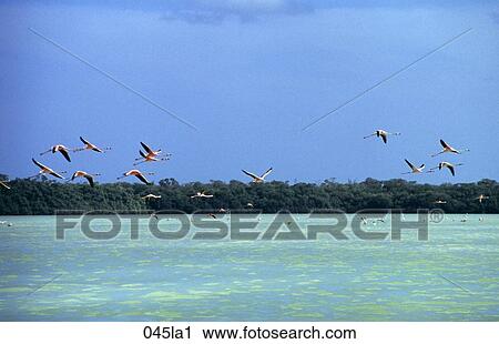 ANIMAL, FLAMINGO, Coast, BIRD, AMERICA View Large Photo Image Stock Image - ANIMAL, FLAMINGO, Coast, BIRD, AMERICA. Fotosearch