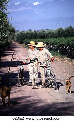 Bicycles, Vineyard, Mendoza, Argentina View Large Photo Image Stock Image - Bicycles, Vineyard, Mendoza, Argentina. Fotosearch