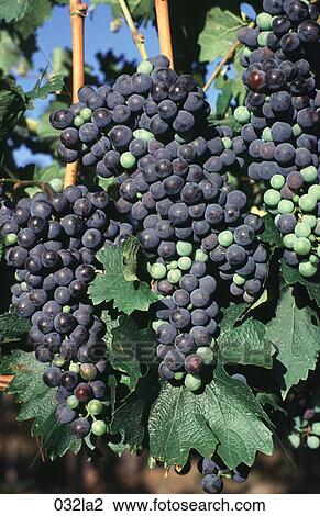 Bunches, Mendoza, Grapes, Argentina View Large Photo Image Stock Image - Bunches, Mendoza, Grapes, Argentina. Fotosearch