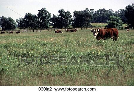 Cattle, Pampas, Grazing, Argentina View Large Photo Image Stock Image - Cattle, Pampas, Grazing, Argentina. Fotosearch