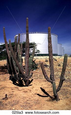 Stock Image - CACTI, Desert, DEPOT, CACTUS, AMERICA. Fotosearch