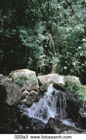 Stock Image - Forest, RIVER, NATURE, Jaji, AMERICA. Fotosearch