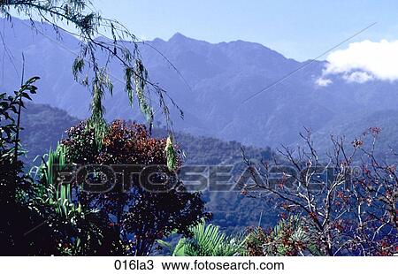 FORESTS, MOUNTAIN, Merida, Landscape, AMERICA View Large Photo Image Stock Image - FORESTS, MOUNTAIN, Merida, Landscape, AMERICA. Fotosearch