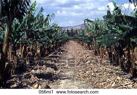 Banana, FOOD, FARMING, East, AGRICULTURE View Large Photo Image Stock Image - Banana, FOOD, FARMING, East, AGRICULTURE. Fotosearch